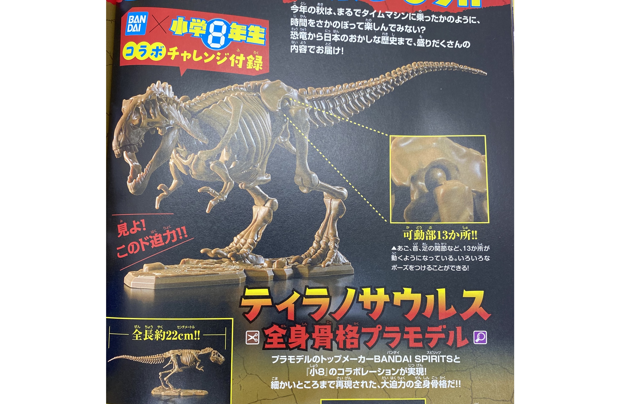 次号予告 小学８年生 年10 11月号 特別付録 Bandai バンダイ 小学8年生コラボ ティラノサウルス全身骨格プラモデル 付録ライフ