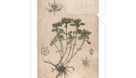 【次号予告】MOE（モエ）2023年6月号《特別付録》牧野富太郎の植物図クリアファイル